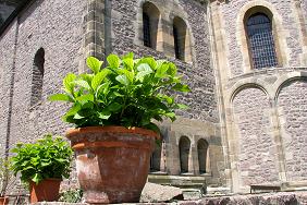 Pflanze vor der Stiftskirche Petersberg